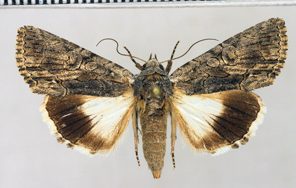 /filer/webapps/moths/media/images/P/pericyma_Catephia_AF_Fiebig.jpg