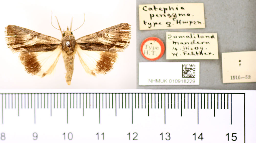 /filer/webapps/moths/media/images/P/pericyma_Catephia_AT_BMNH.jpg