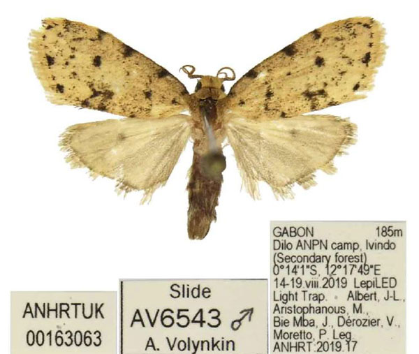 /filer/webapps/moths/media/images/P/perigraphoides_Siccia_HT_ANHRT.jpg