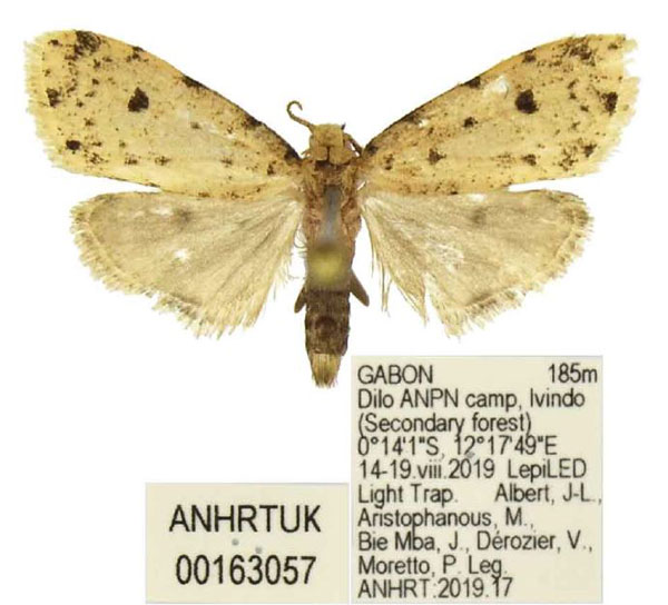 /filer/webapps/moths/media/images/P/perigraphoides_Siccia_PTM_ANHRT.jpg