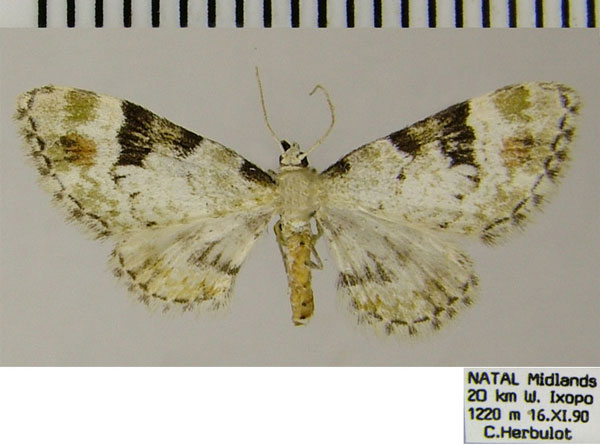 /filer/webapps/moths/media/images/P/perigrapta_Eupithecia_AF_ZSM.jpg