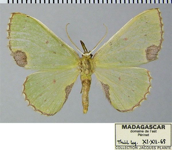 /filer/webapps/moths/media/images/P/perileuca_Blechroneromia_AF_ZSM.jpg