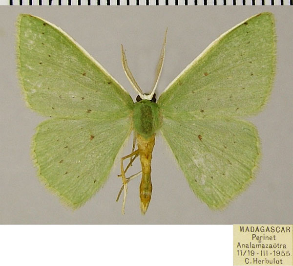 /filer/webapps/moths/media/images/P/perileuca_Blechroneromia_AM_ZSMa.jpg
