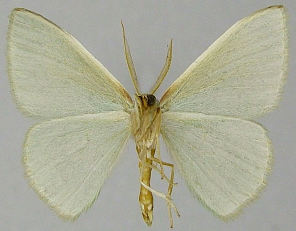 /filer/webapps/moths/media/images/P/perileuca_Blechroneromia_AM_ZSMb.jpg