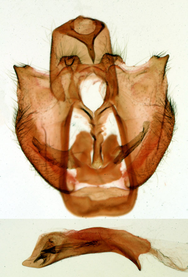 /filer/webapps/moths/media/images/P/perinetella_Ghuryx_GMHT_MNHN_3276.jpg