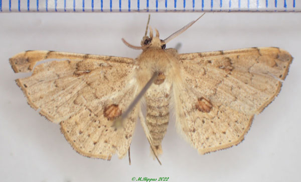 /filer/webapps/moths/media/images/P/perinetensis_Claterna_AM_Bippusa.jpg