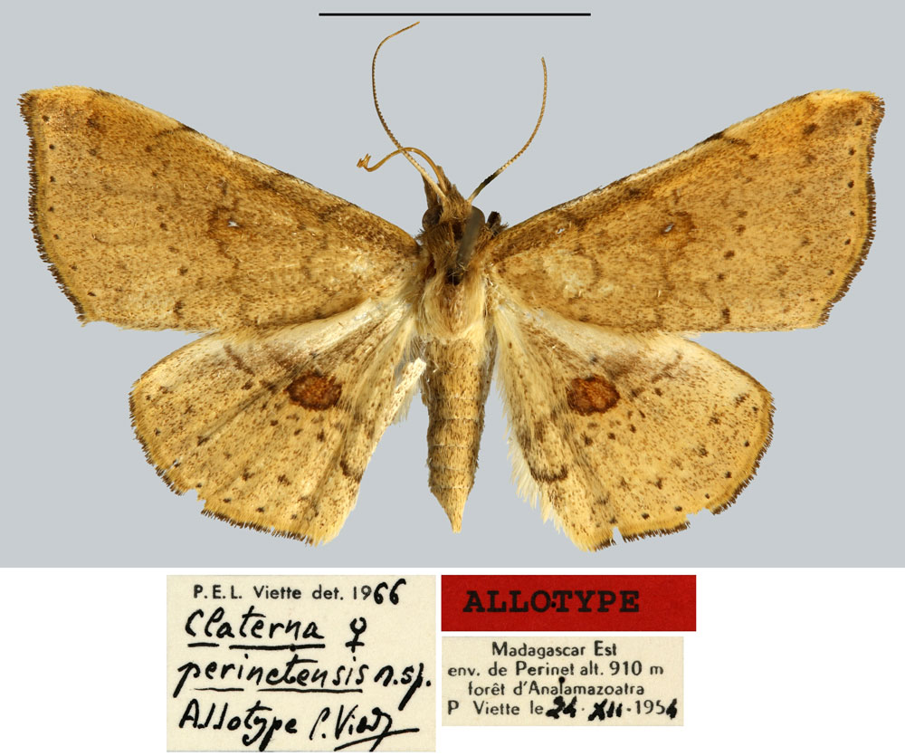 /filer/webapps/moths/media/images/P/perinetensis_Claterna_AT_MNHN.jpg