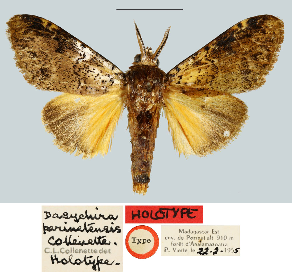 /filer/webapps/moths/media/images/P/perinetensis_Dasychira_HT_MNHN.jpg