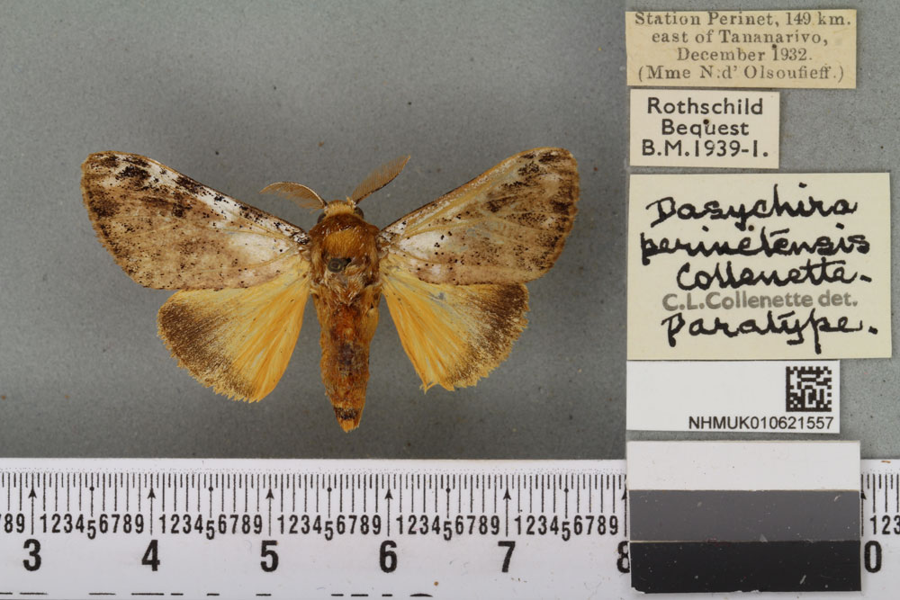 /filer/webapps/moths/media/images/P/perinetensis_Dasychira_PTM_BMNH_01a.jpg