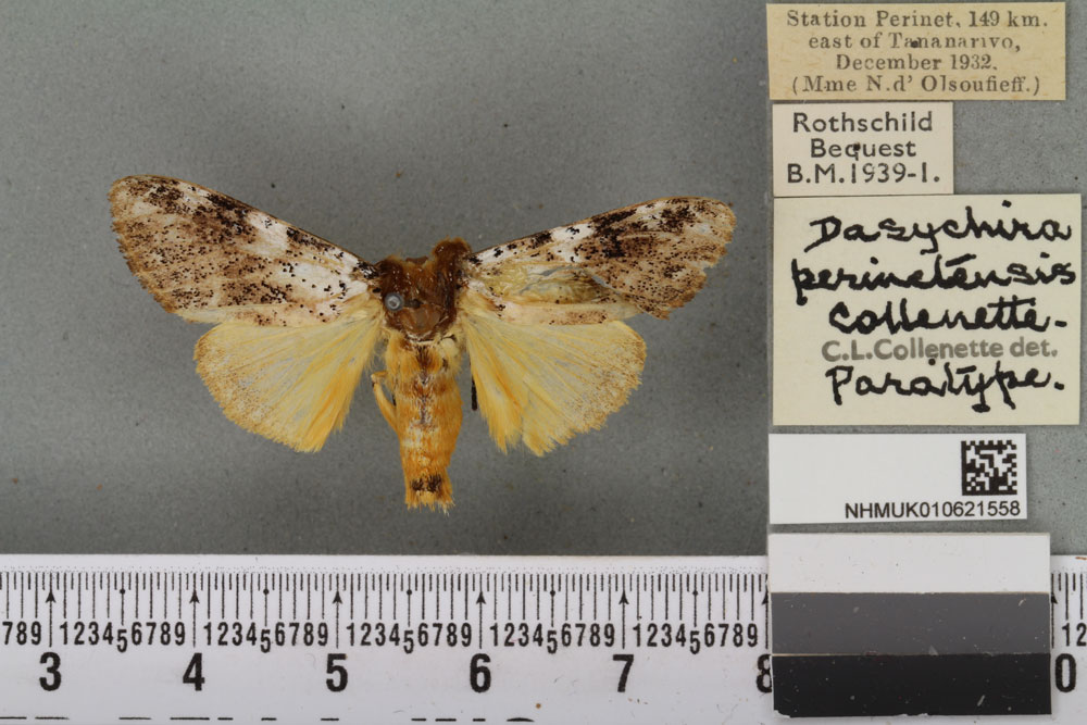 /filer/webapps/moths/media/images/P/perinetensis_Dasychira_PTM_BMNH_02a.jpg