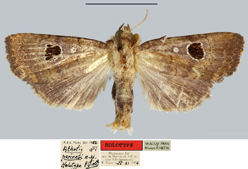 /filer/webapps/moths/media/images/P/perineti_Athetis_HT_MNHN.jpg