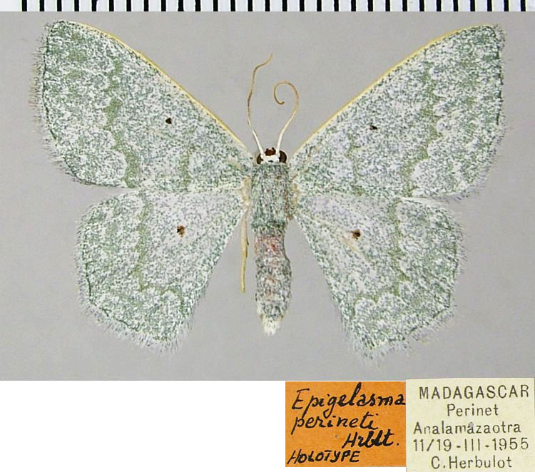 /filer/webapps/moths/media/images/P/perineti_Epigelasma_HT_ZSMa.jpg