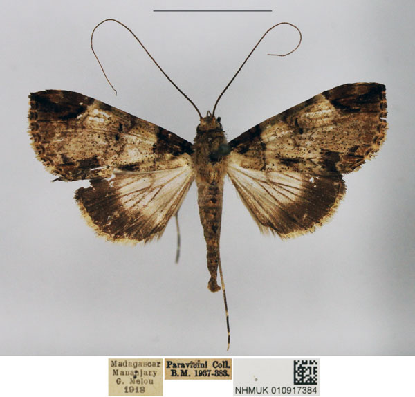 /filer/webapps/moths/media/images/P/perineti_Gigantoceras_AM_NHMUK.jpg