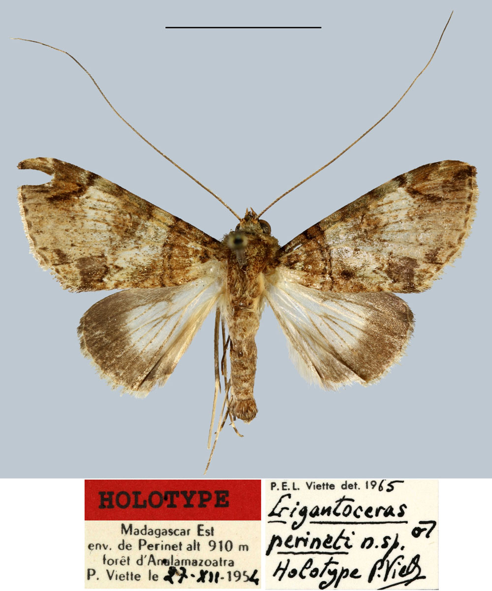 /filer/webapps/moths/media/images/P/perineti_Gigantoceras_HT_MNHN.jpg