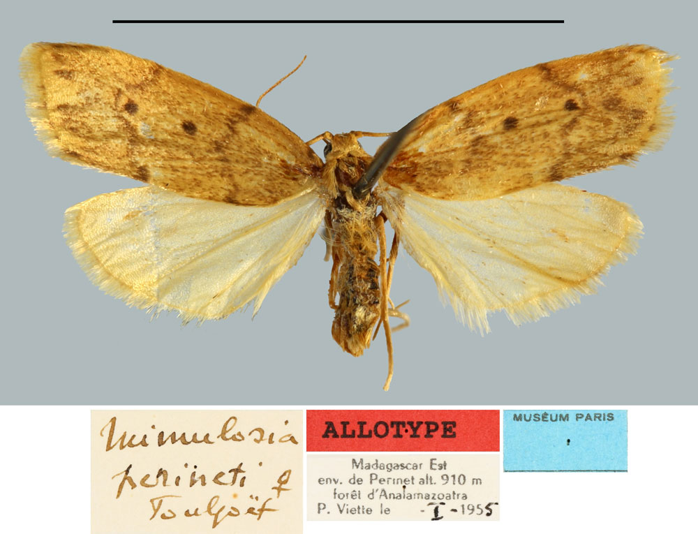 /filer/webapps/moths/media/images/P/perineti_Mimulosia_AT_MNHNa.jpg