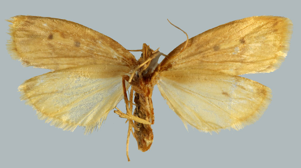 /filer/webapps/moths/media/images/P/perineti_Mimulosia_AT_MNHNb.jpg