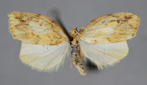 /filer/webapps/moths/media/images/P/perineti_Mimulosia_A_BMNH.jpg