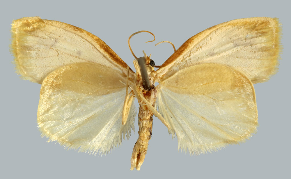 /filer/webapps/moths/media/images/P/perineti_Mimulosia_HT_MNHNb.jpg