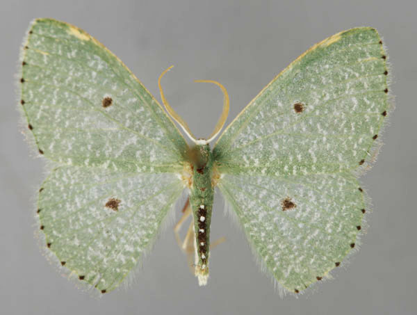 /filer/webapps/moths/media/images/P/perineti_Prasinocyma_A_ZSM_01.jpg