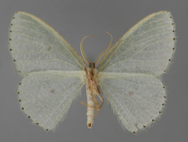 /filer/webapps/moths/media/images/P/perineti_Prasinocyma_A_ZSM_02.jpg