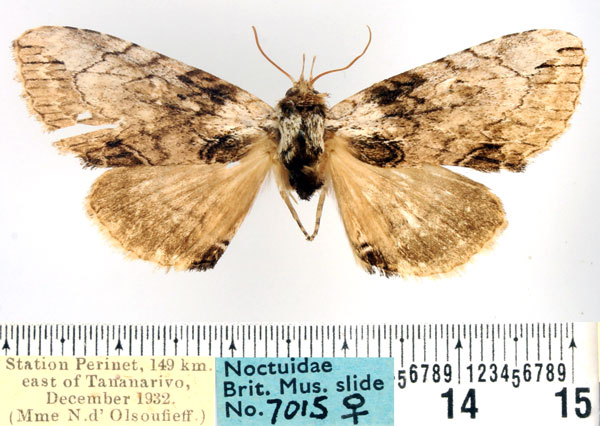 /filer/webapps/moths/media/images/P/perineti_Pseudotolna_AF_BMNH.jpg