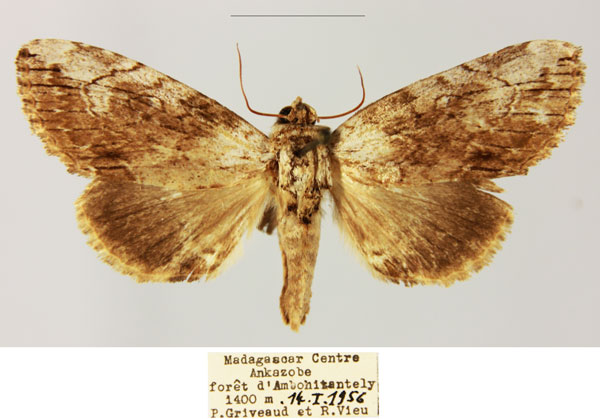 /filer/webapps/moths/media/images/P/perineti_Pseudotolna_AF_MNHN.jpg