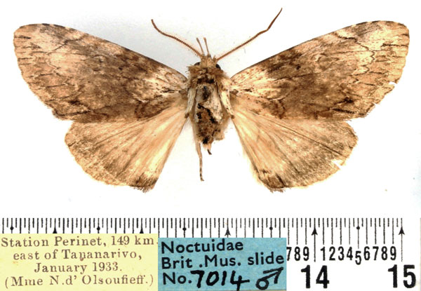 /filer/webapps/moths/media/images/P/perineti_Pseudotolna_AM_BMNH.jpg