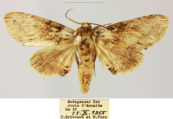 /filer/webapps/moths/media/images/P/perineti_Pseudotolna_AM_MNHN.jpg