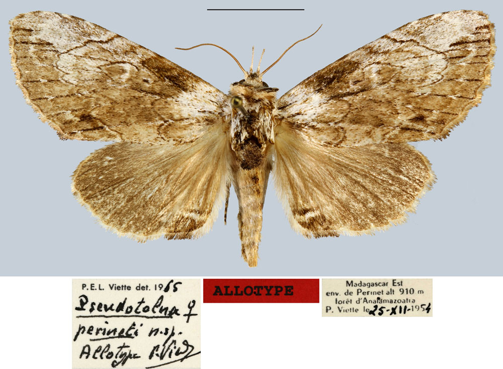 /filer/webapps/moths/media/images/P/perineti_Pseudotolna_AT_MNHN.jpg