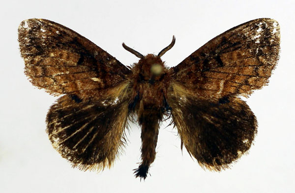 /filer/webapps/moths/media/images/P/perineti_Rhaphipeza_AM_Basquin.jpg