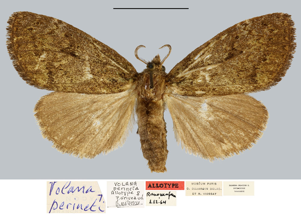/filer/webapps/moths/media/images/P/perineti_Volana_AT_MNHN.jpg
