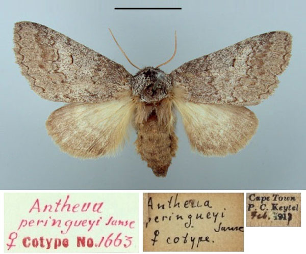 /filer/webapps/moths/media/images/P/peringueyi_Antheua_PT_TMSA.jpg