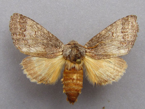 /filer/webapps/moths/media/images/P/peringueyi_Sarimarais_AM_Baron_01.jpg