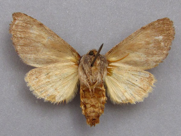 /filer/webapps/moths/media/images/P/peringueyi_Sarimarais_AM_Baron_02.jpg