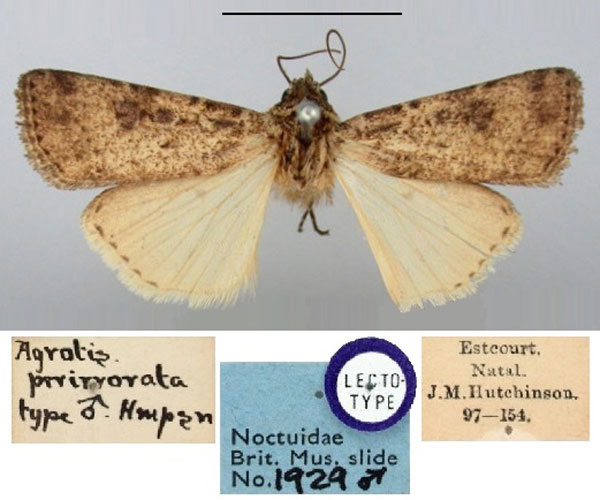 /filer/webapps/moths/media/images/P/perirrorata_Agrotis_LT_BMNH.jpg