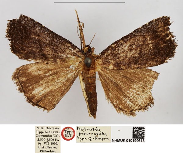 /filer/webapps/moths/media/images/P/perirrorata_Eustrotia_HT_NHMUK.jpg