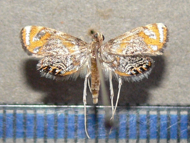 /filer/webapps/moths/media/images/P/perirrorata_Nymphicula_A_Goffa_02.jpg