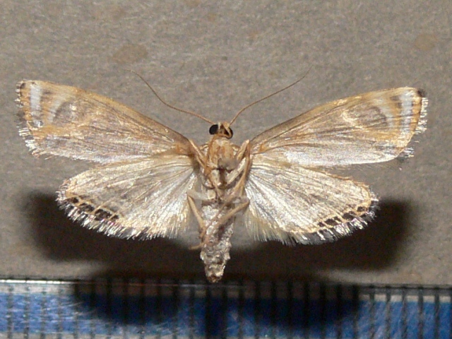 /filer/webapps/moths/media/images/P/perirrorata_Nymphicula_A_Goffb_01.jpg