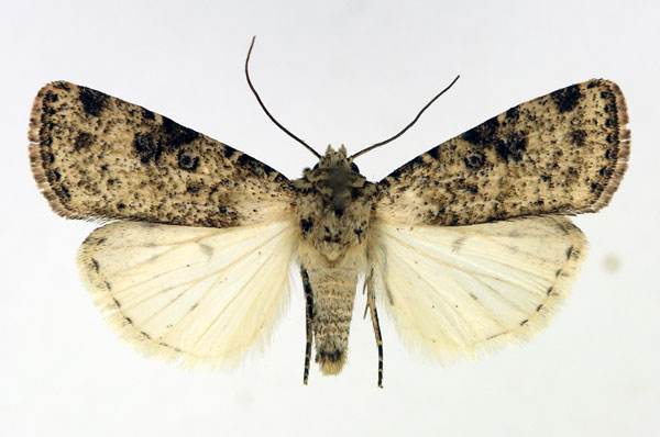 /filer/webapps/moths/media/images/P/perirrorata_Ochropleura_AM_Aulombard.jpg