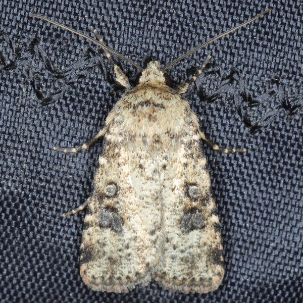 /filer/webapps/moths/media/images/P/perirrorata_Ochropleura_A_Heyns_01.JPG