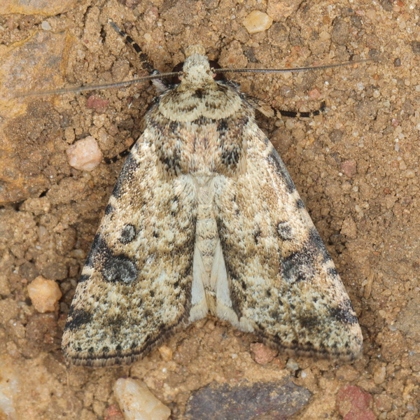 /filer/webapps/moths/media/images/P/perirrorata_Ochropleura_A_Heyns_02.JPG