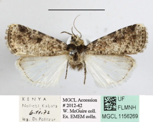 /filer/webapps/moths/media/images/P/perirrorata_Ochropleura_A_MGCLa_01.JPG