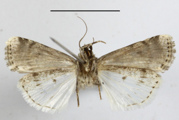 /filer/webapps/moths/media/images/P/perirrorata_Ochropleura_A_MGCLb_01.JPG