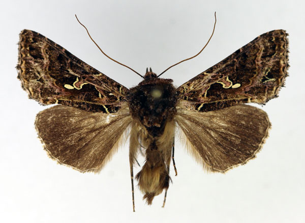 /filer/webapps/moths/media/images/P/perispomena_Ctenoplusia_AM_Aulombard.jpg