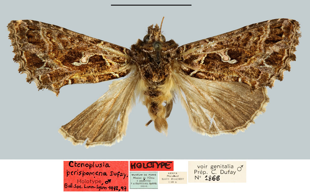 /filer/webapps/moths/media/images/P/perispomena_Ctenoplusia_HT_MNHN.jpg