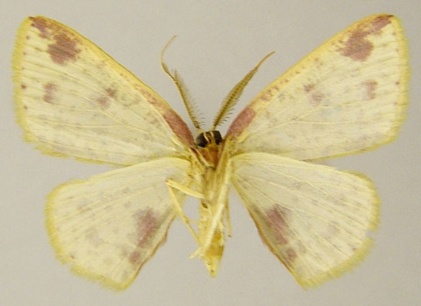 /filer/webapps/moths/media/images/P/peristoecha_Chrysocraspeda_AM_ZSMb.jpg