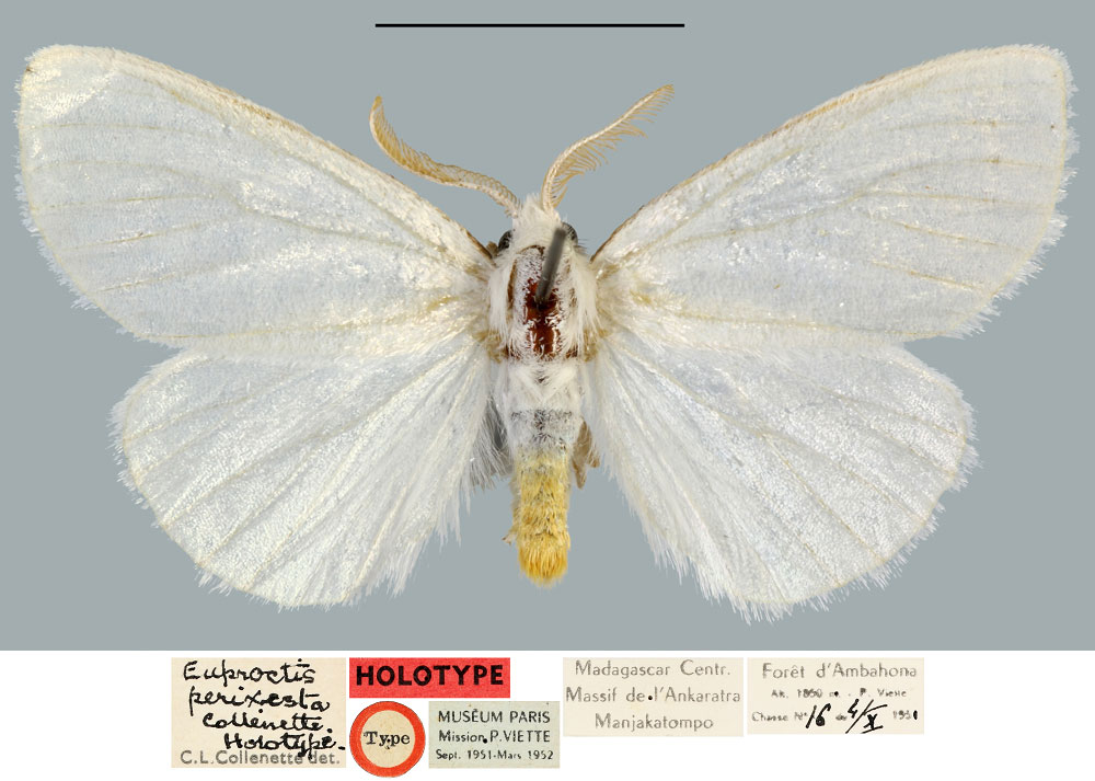 /filer/webapps/moths/media/images/P/perixesta_Euproctis_HT_MNHN.jpg