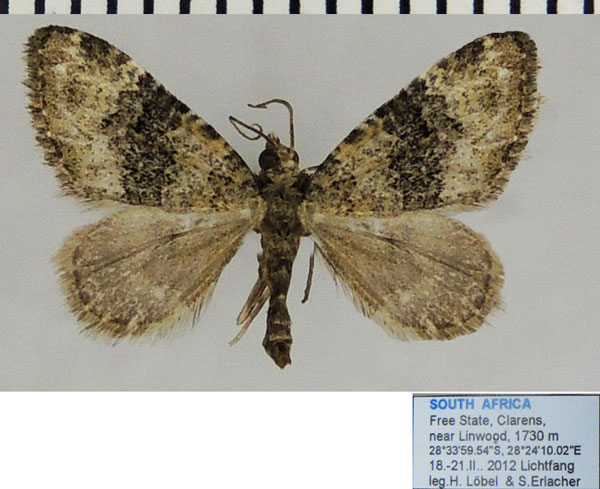 /filer/webapps/moths/media/images/P/perizomoides_Piercia_AM_ZSMa.jpg