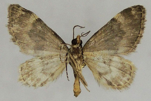 /filer/webapps/moths/media/images/P/perizomoides_Piercia_AM_ZSMb.jpg