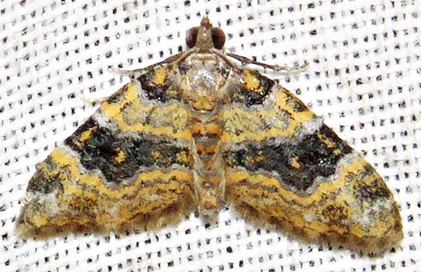 /filer/webapps/moths/media/images/P/perizomoides_Piercia_A_Braun_03.jpg
